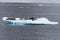 Crabeater seals group on the ice in Antarctic