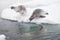 Crabeater seals on the ice.