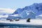 Crabeater seals on ice floe, Antarctic Peninsula