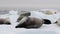 Crabeater seals on ice flow, Antarctica