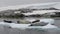 Crabeater seals on ice flow, Antarctica