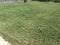 Crabgrass that has taken over a Lawn