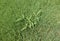 Crabgrass weed in a lawn