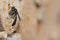 Crabronidae solitary wasp Trypoxylon figulus