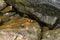 Crabs facing each other on wet rock