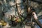 Crabs in the mangrove forest.Thailand.