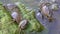 Crabs on Mossy Rock at the Water`s Edge