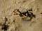 Crabs on mud at Shimajiri mangrove forest in Miyakojima island