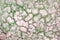 Crack ground texture with stain of green moss patterns on background