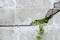 Crack old concrete wall broken with vine green plant