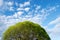 Crack willow treetop with lush foliage against summer sky