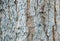 Cracked bark texture closeup. Faded weathered bark with cracks. Natural textured background. Rustic wood backdrop