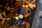 Cracked chestnuts and leaves in a puddle on the road at sunset. Contrasting shadows