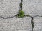 Cracked Concrete, degraded with a weeds growing through