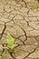 Cracked desert soil