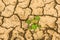 Cracked dry earth and a green lonely plant that breaks through the crack.