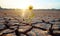 The cracked earth of the drought-affected land contrasts with a small green flower