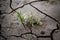 Cracked earth. Plant grows on arid soil.