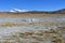 Cracked earth on the plateau of Bark, near the Central point of the Mandala of Kailas in summer. Tibet, China