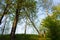 A cracked and fallen fir tree in the middle of the forest hanging on a neighboring tree. landscape of nature