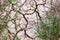 Cracked ground, path, soil with dry grass. Ecology concept. Cracked earth texture background with grasses.