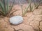 Cracked ground and stone on aloe background. Natural aloe vera growing in dry field