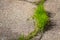 Cracked highway road and green sprouts growth through the asphalt road. New life concept.