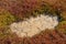 Cracked mud among native vegetation in Australian swamp.