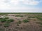 Cracked mud and typical vegetation on tidal wetland on the sefton coast on the ribble estuary near southport merseyside