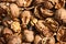 Cracked nuts, fruits of wallnut.