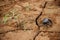 Cracked rice field and a crab