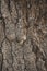 cracked rough brown tree bark background