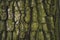 cracked rough green tree bark background