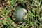 Cracked round large dark green pumpkin surrounded with overgrown dense plants in local urban garden