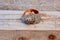 Cracked seashell on the beach sitting on a wooden background,