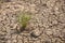 Cracked soil a destruction of rice crop due to drought and lack of rain due to deforestation and global warming