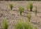 Cracked soil a destruction of rice crop due to drought and lack of rain due to deforestation and global warming