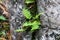 Cracked stone and green fresh fern. Nature macro background. The power of plants. Growth.