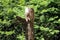 Cracked strong wooden fence pole with peeled bark holding metal wire fence surrounded with dense trees in background