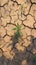 Cracked summer soil, parched and weathered, longing for life giving rain