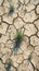 Cracked summer soil, parched and weathered, longing for life giving rain