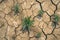 Cracked summer soil, parched and weathered, longing for life giving rain