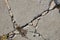Cracked surface of the gray concrete road or sidewalk. Grass sprouting in crevices.