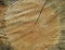 Cracked wood stump texture photo