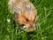 Cracker eating rodent in grass