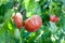 Cracking on the growing tomato