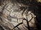 Cracks on the old weathered stump