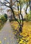 Cracow, Poland: One bicycle rests against a tree amidst yellow fallen leaves and a concrete path surrounded with apartment complex