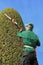 Craftsman trimming thuja with hedge clippers