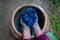 Craftsmen of Thai indigo cotton. Indigo on hand. The jar Indigo is used for dyeing cotton in natural colors Is the wisdom of